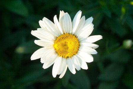 A single daisy flower at sunset against a dark backgroundの写真素材