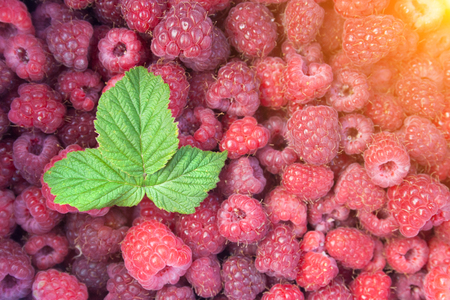 Green leaf of raspberry on heap of raspberriesの写真素材