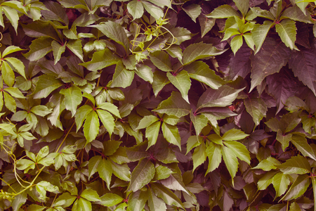Green wall of virginia creeper background. Green foliage tonedの写真素材