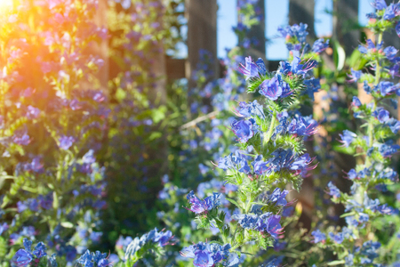 Weed echium grows on the roadside in a bright sunny dayの写真素材