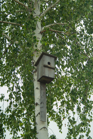 An old hand-made bird feeder on a birch treeの写真素材