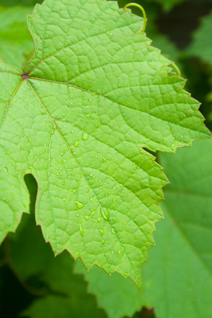 Leaf of grapes with drops after rainの写真素材