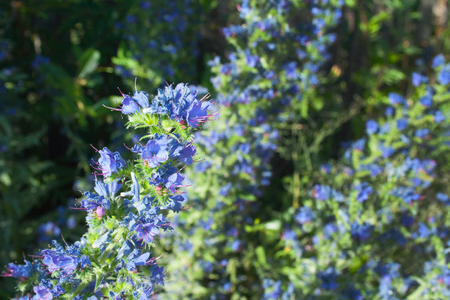 Weed echium grows on the roadside in a bright sunny dayの写真素材