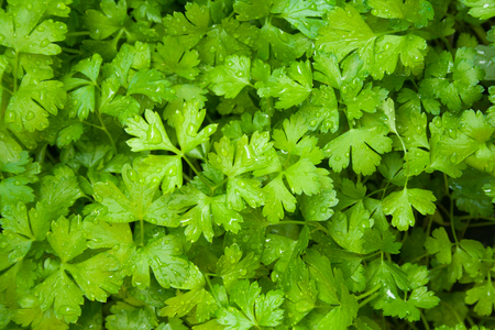 Green fresh parsley leaves with raindropsの写真素材