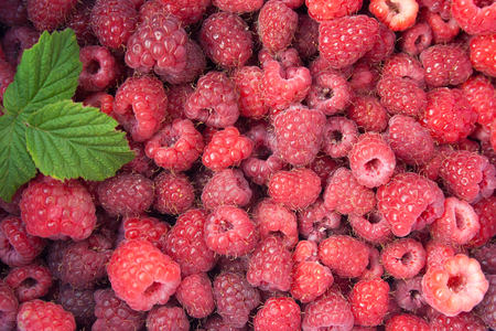 Green leaf of raspberry on heap of raspberriesの写真素材