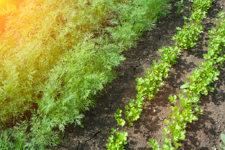 Dill and parsley grow in a flat line on the bedの写真素材