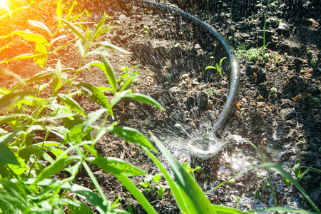 Irrigation system in the garden. Ðhe sprinkler watered the plants on a sunny day.の写真素材