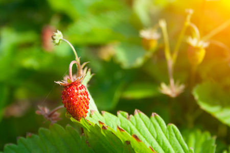 Red berries of strawberries on twigs on a clear sunny dayの写真素材