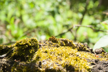 Green moss on a fallen tree tree on a sunny day in the forestの写真素材
