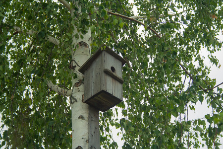 An old hand-made bird feeder on a birch treeの写真素材