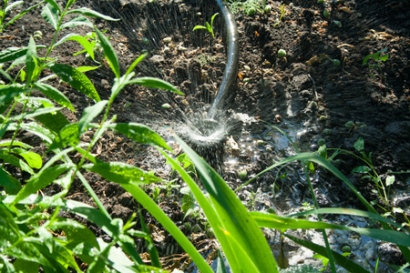 Irrigation system in the garden. Ðhe sprinkler watered the plants on a sunny day.の写真素材