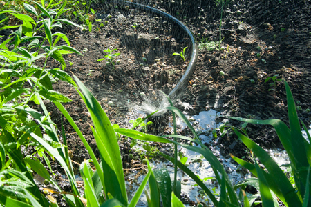 Irrigation system in the garden. Ðhe sprinkler watered the plants on a sunny day.の写真素材