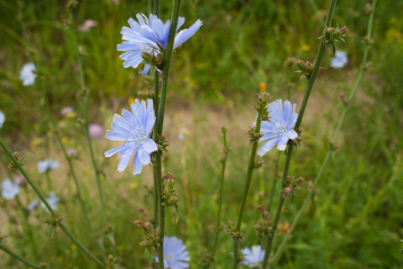 Flowers of chicory close up in a fieldの写真素材