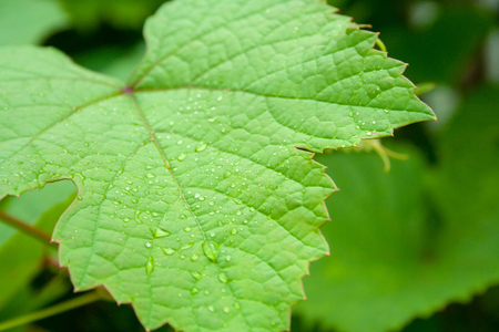 Leaf of grapes with drops after rainの写真素材