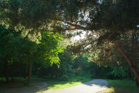Outgoing pavement in the park at sunsetの写真素材