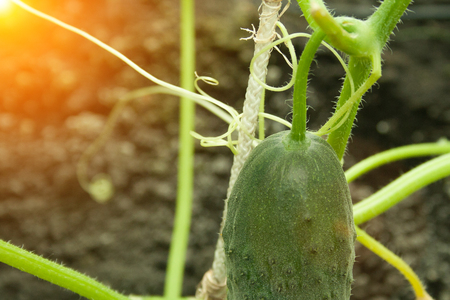 A young green cucumber with a yellow flower in the greenhouseの写真素材