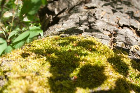 Green moss on a fallen tree tree on a sunny day in the forestの写真素材