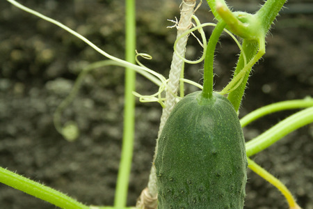 A young green cucumber with a yellow flower in the greenhouseの写真素材