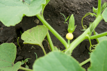 Blooming unripened zucchini with a bright yellow flower on a bushの写真素材