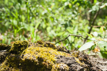 Green moss on a fallen tree tree on a sunny day in the forestの写真素材
