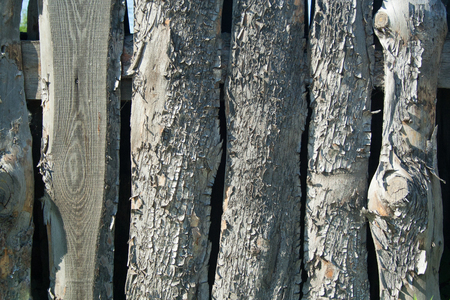 Pine rough texture closeup, for design, backgroundの写真素材