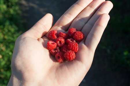 A handful of raspberries in a man's hand lit by the sunの写真素材