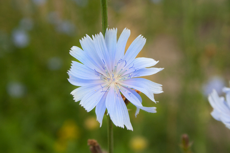Flowers of chicory close up in a fieldの写真素材