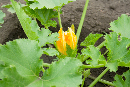 Blooming unripened zucchini with a bright yellow flower on a bushの写真素材