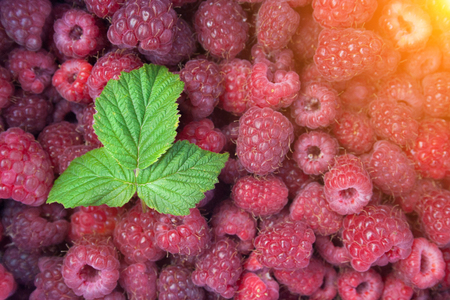 Green leaf of raspberry on heap of raspberriesの写真素材