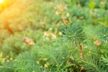 A green decorative grass called euphorbia cyparissias backgroundの写真素材