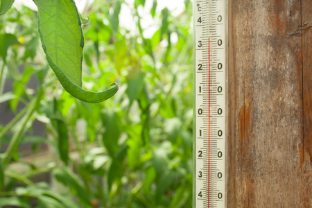 Thermometer in a greenhouse hanging on a wooden poleの写真素材
