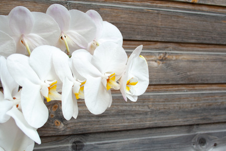 White orchid on wooden background with copyspaceの写真素材
