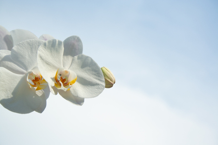 White beauty orchid on blue sky backgroundの写真素材
