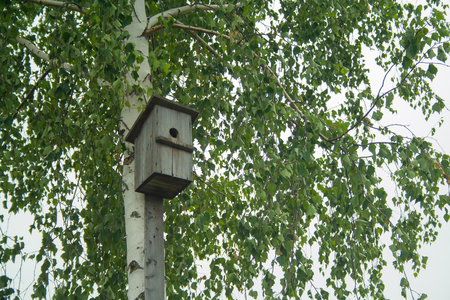 An old hand-made bird feeder on a birch treeの写真素材
