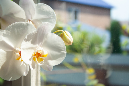 White orchid near window with trees on background on sunの写真素材