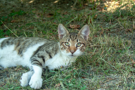 Adult mongrel cat laying on the grass looking at the cameraの写真素材