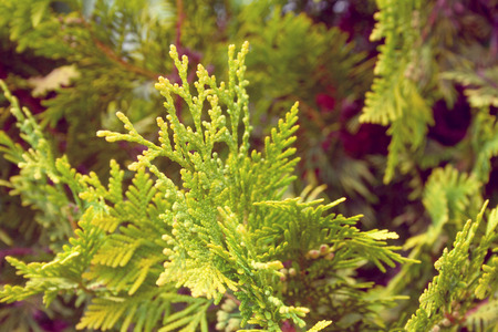 Close up of green branch of juniperusの写真素材