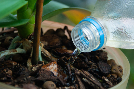 Watering orchid plant from bottle close upの写真素材