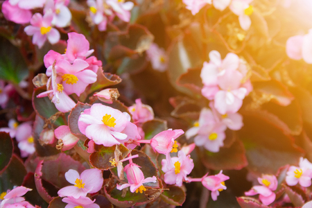 Many beautiful begonia flowers close up. Pink and yellow colorsの写真素材