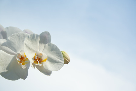 White beauty orchid on blue sky backgroundの写真素材
