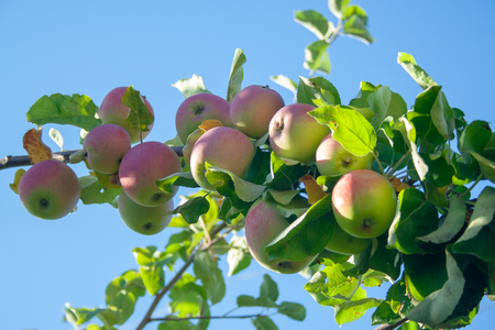 Many fresh and ripe apples on branch at sunny day. Appetizing applesの写真素材