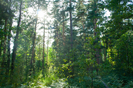 Overgrown mixed forest on sunny day. Sunlight in forestの写真素材