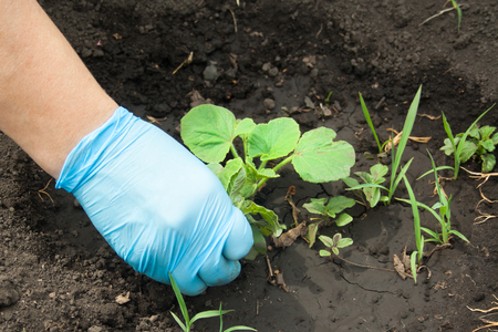 Female hand in glove pulls weeds around pumpkinの写真素材