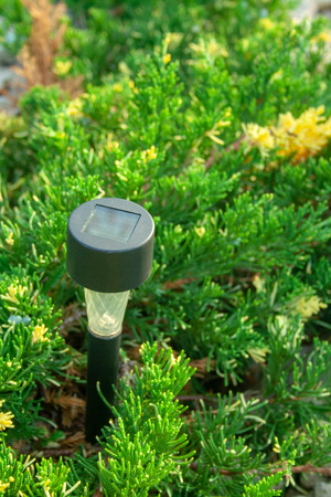 Solar Flashlight for Garden in the Juniper Bushの写真素材