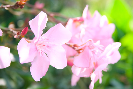 Beautiful pink flowers of oleander tree. Oleander on sunny dayの写真素材