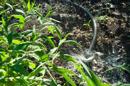 Irrigation system in the garden. Ðhe sprinkler watered the plants on a sunny day.の写真素材