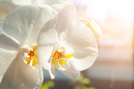 White orchid near window with trees on background on sunの写真素材