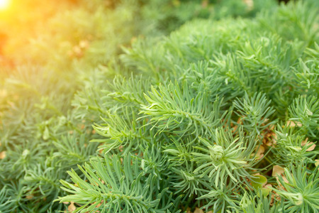 A green decorative grass called euphorbia cyparissias backgroundの写真素材