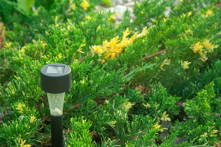 Solar Flashlight for Garden in the Juniper Bushの写真素材