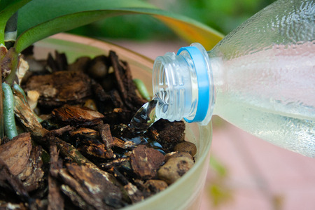 Watering orchid plant from bottle close upの写真素材
